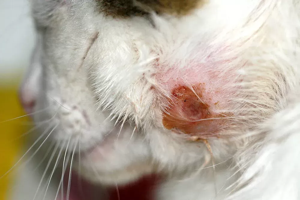 How to Tell If a Cat Wound is Infected