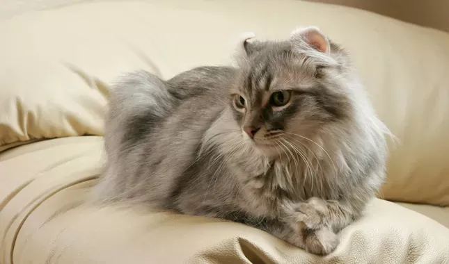 American Curl Cat Breed Information - Vetstreet | Vetstreet