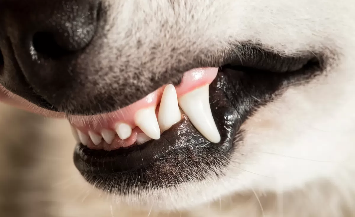 Descifrando las encías blancas en los perros
