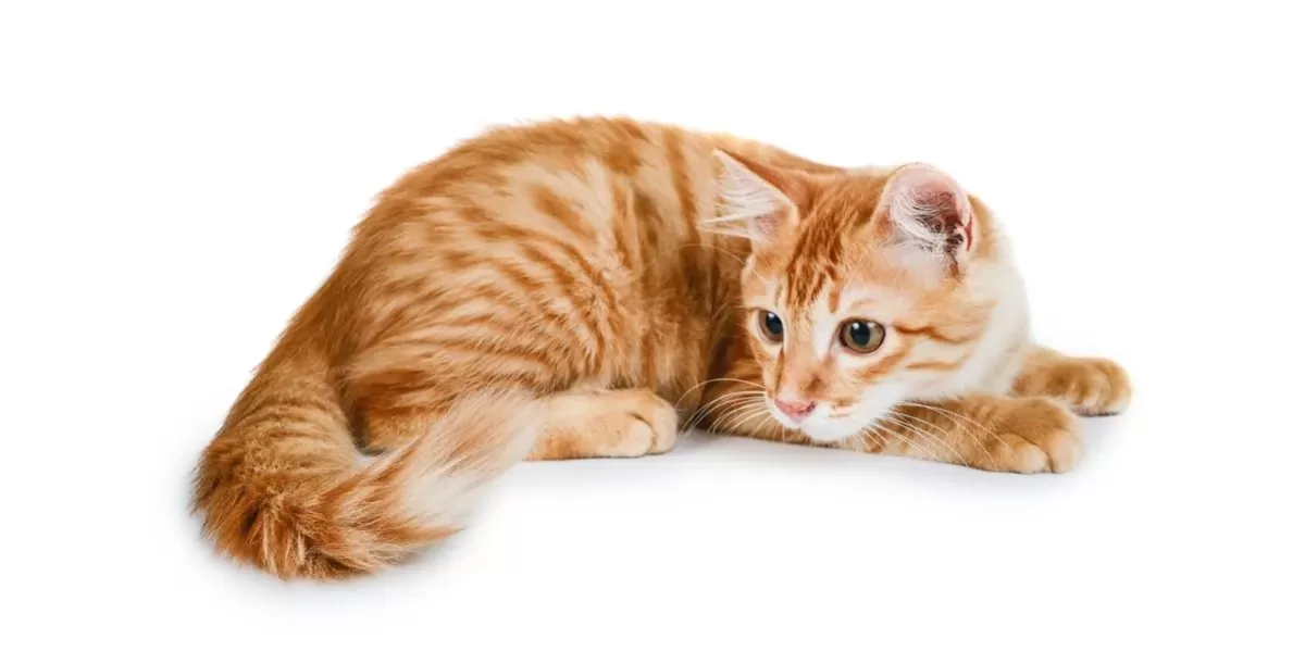 Why Do Cats Chase Their Tails: Unraveling the Feline Fascination