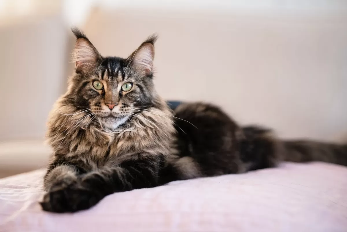 Maine Coon Cat