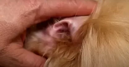 Dog Ear Plucking