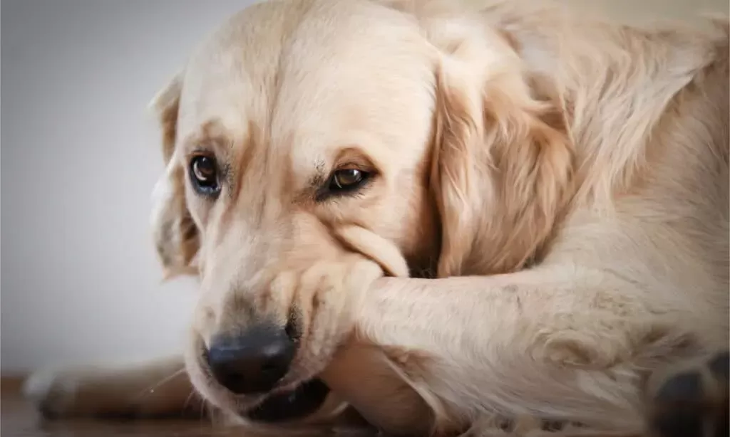 dog chewing paws