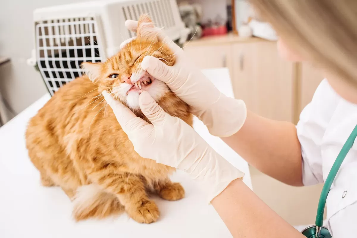 Treatment for Stomatitis in Cats: