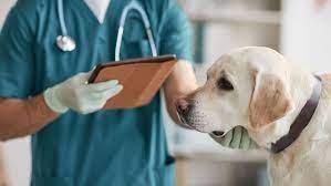 Urinary Tract Infection (UTI) in Dogs