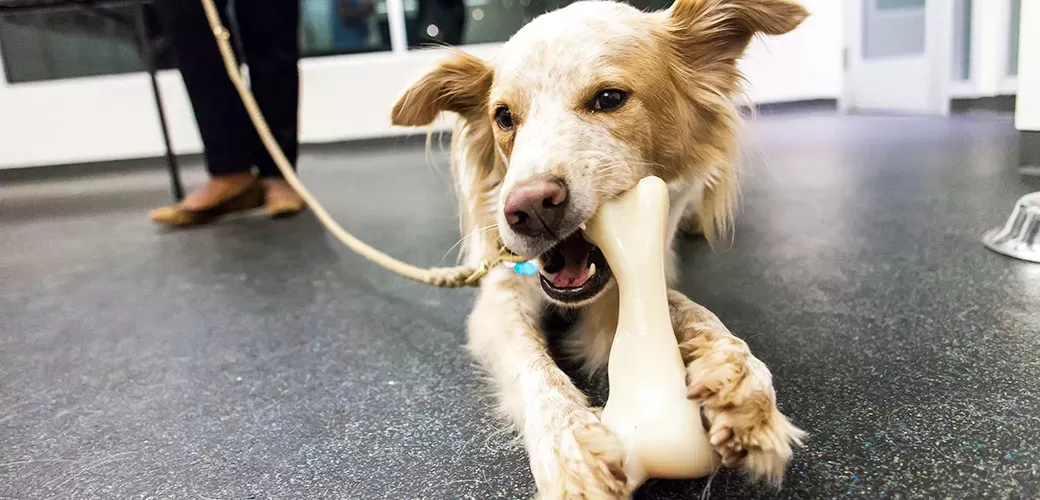 Köpekler çiğneme