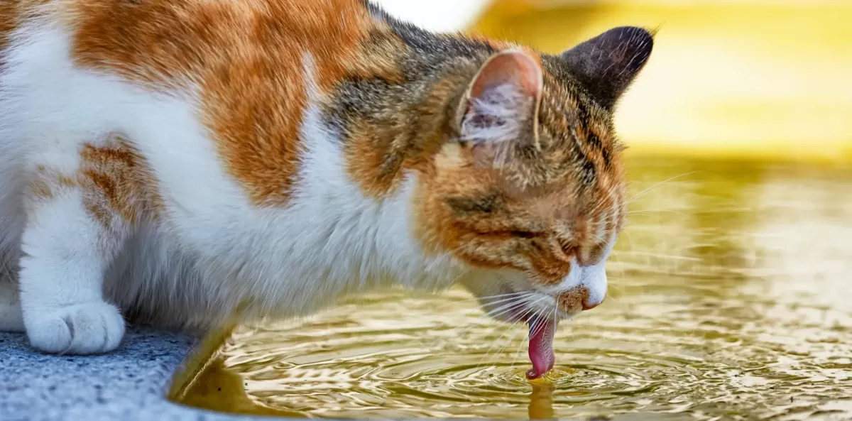 Signs Of Dehydration In Cats
