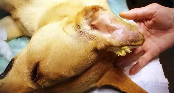 Dog Ear Hematoma: How To Treat It At Home - Dogs Naturally