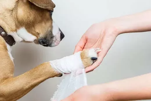 How to Treat A Cut on A Dog