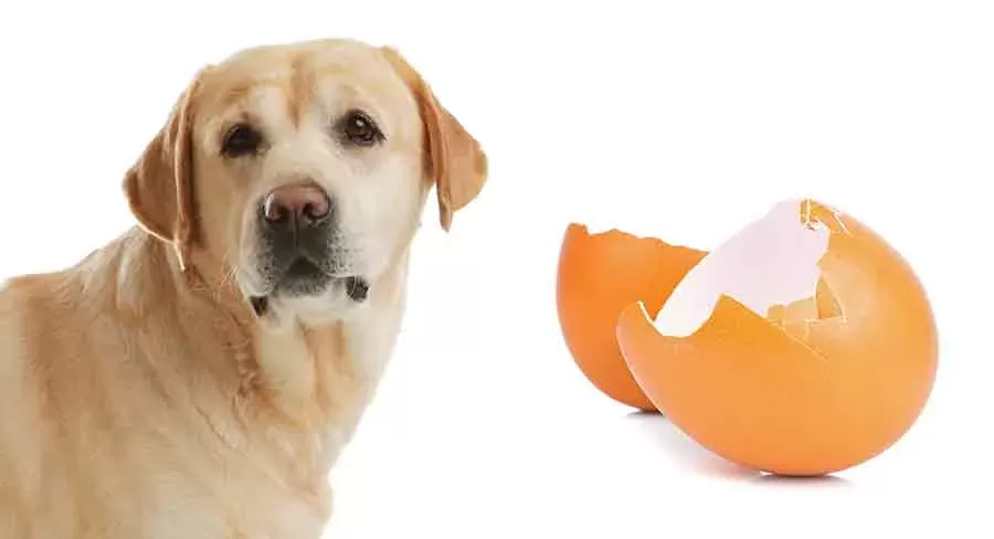 Can Dogs Eat Egg Shells？