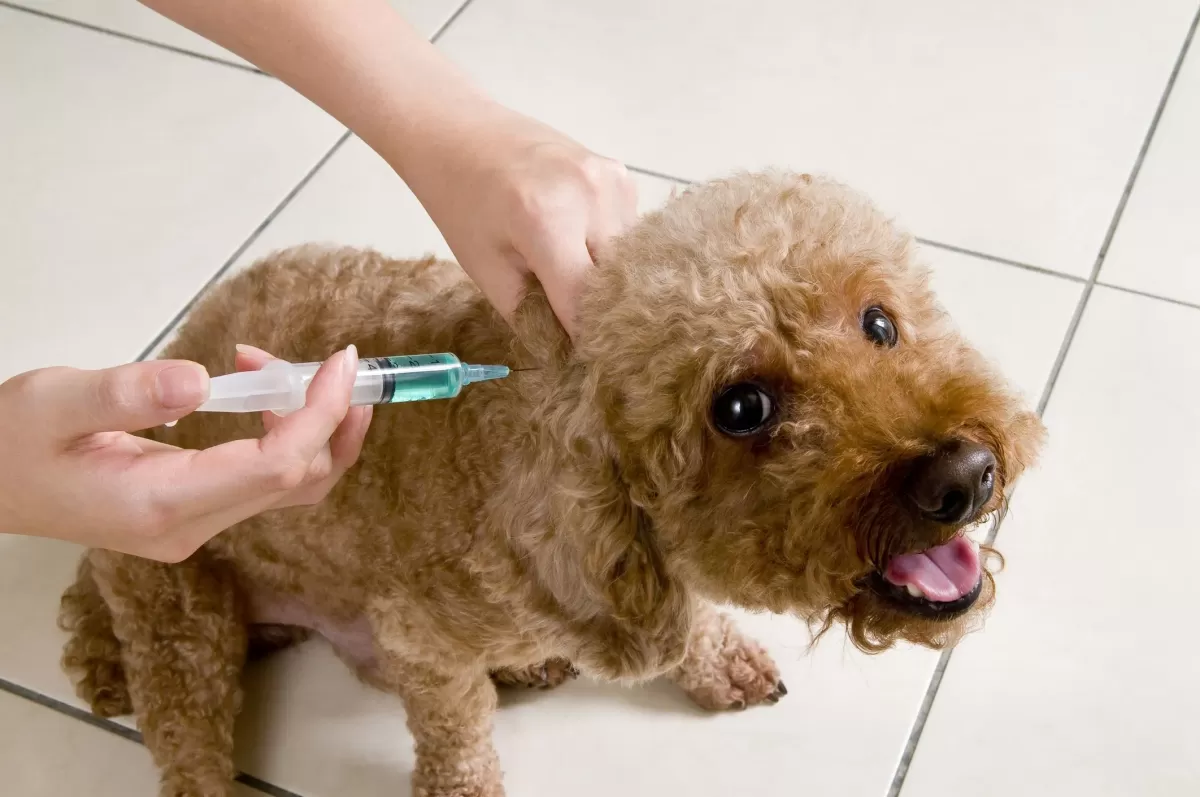 Lepto Vaccine for Dogs