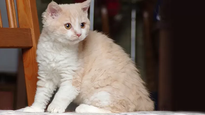 Selkirk Rex Cats | Pet Spotlight | Appearance, Personality & History