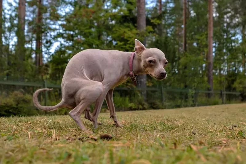 Guía 2024 para lidiar con la diarrea canina: causas, síntomas y tratamiento