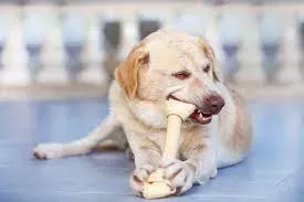 Is Rawhide Bad for Dogs