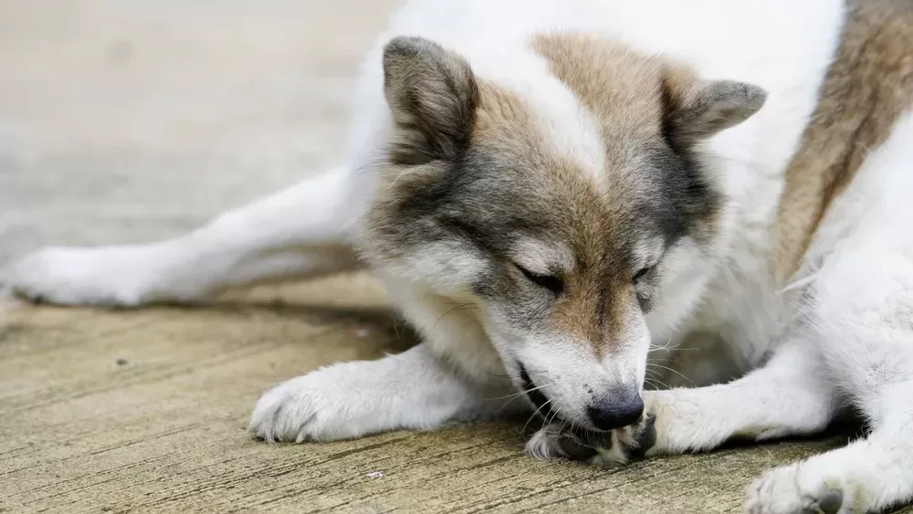 Understanding Dog Chewing Paws A Comprehensive Guide