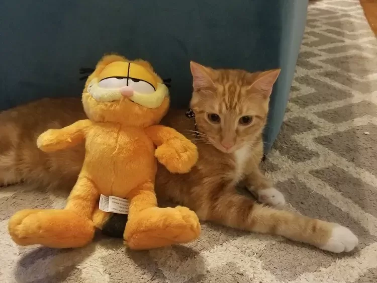 This Mom Invited an Orange Cat to Her Kids' Garfield-Themed Dinner