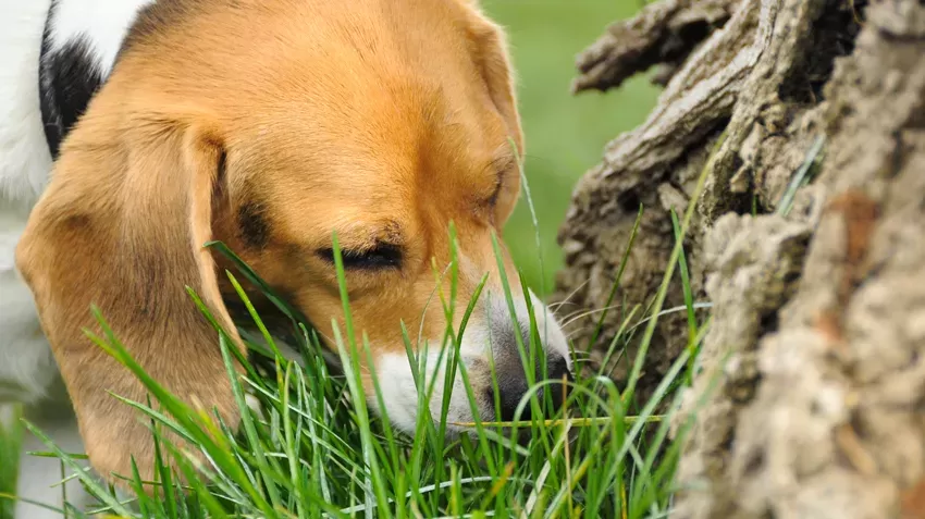 Why Do Dogs Eat Grass? 