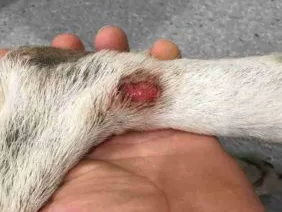 Blood blister on dog elbow