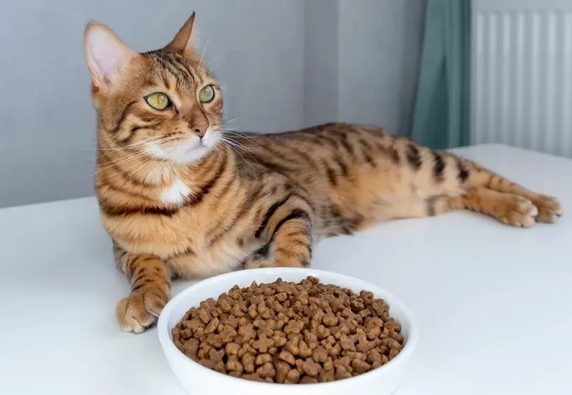 Cat Not Eating After Move, Are They Alright? | Hepper