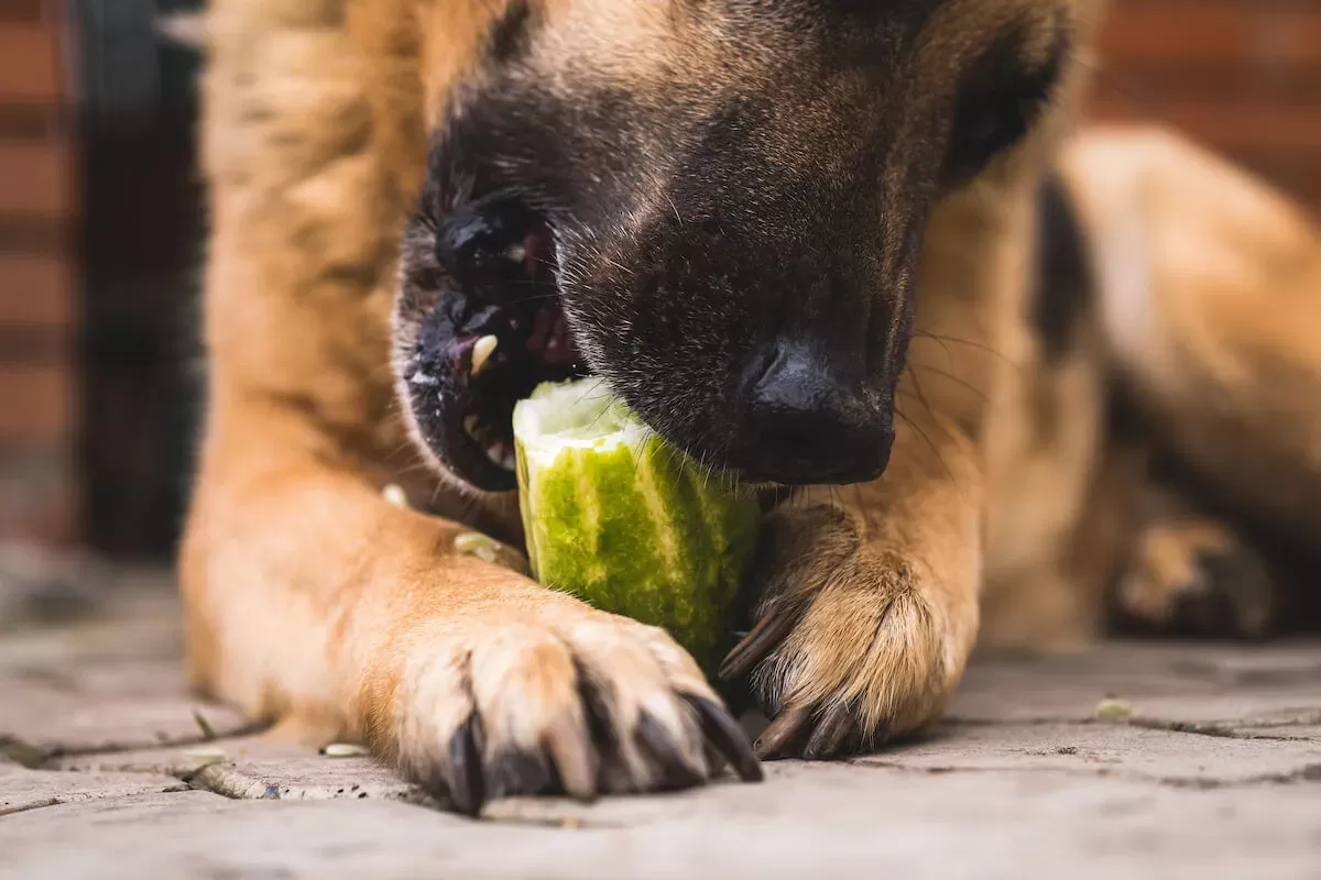 ¿Pueden los perros comer pepinillos?