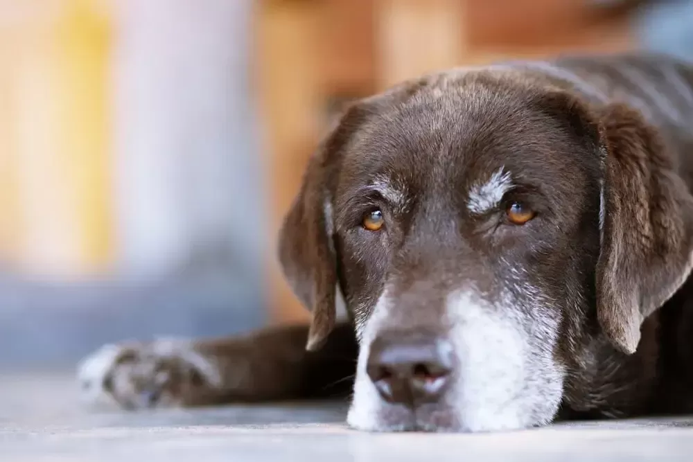 Com que idade um cão é considerado idoso