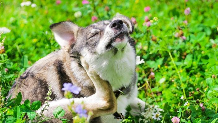 Seasonal Allergies in Dogs