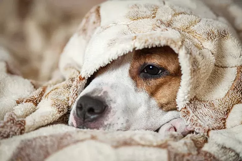 Quando está muito frio para passear com o cachorro?