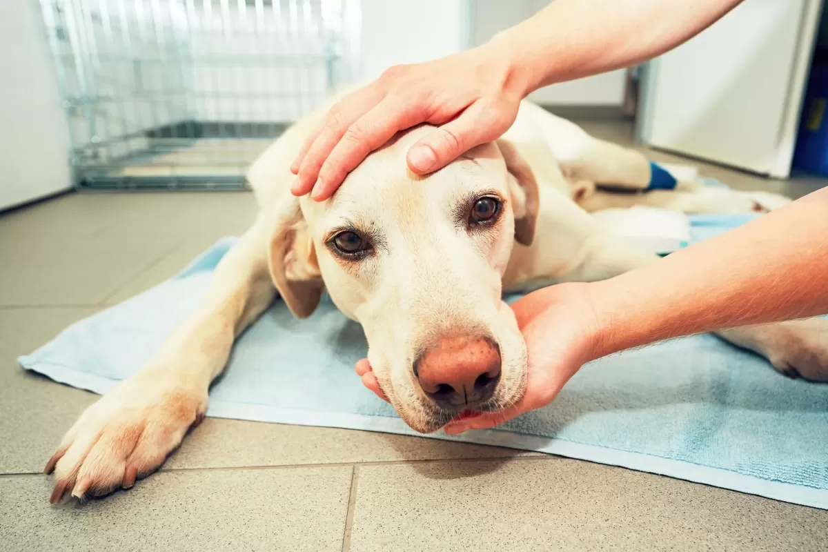 Síntomas de un accidente cerebrovascular en perro