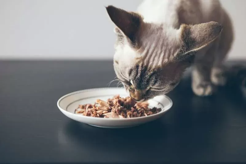 Homemade cat food for hyperthyroidism hotsell