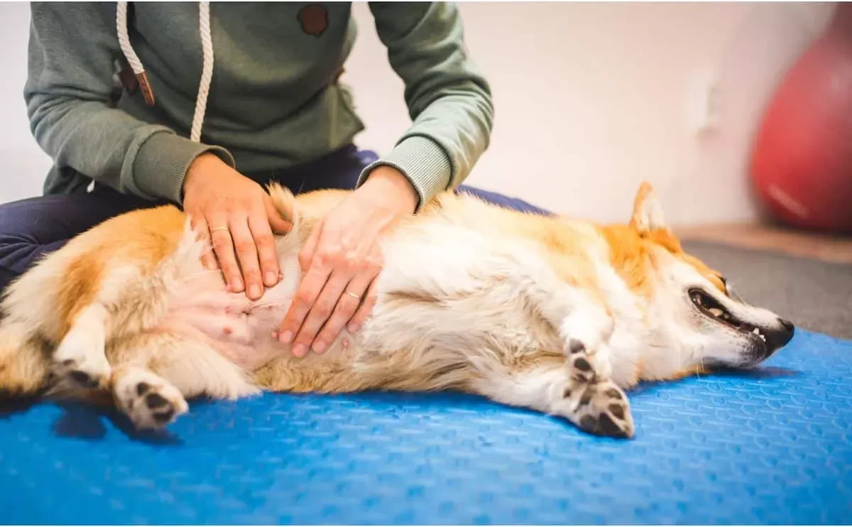 Understanding Bloat in Dogs