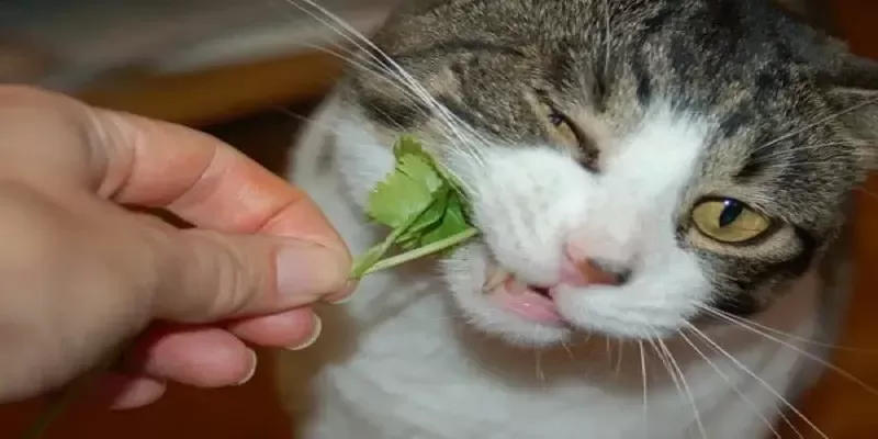 Can Cats Eat Cilantro? | Poultry Care Sunday