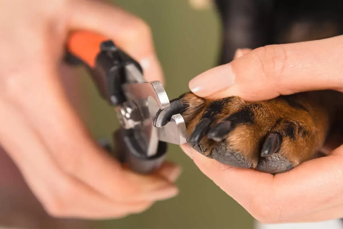 How to Cut Black Dog Nails