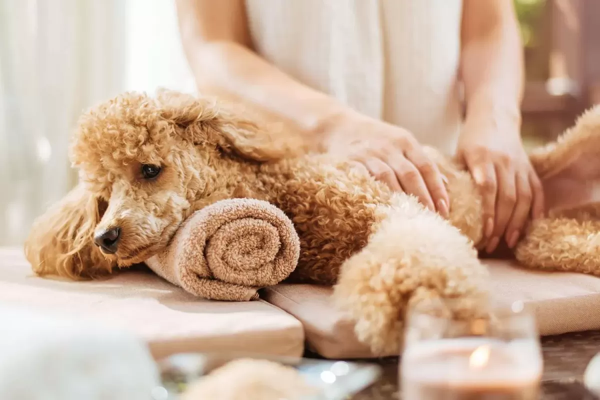 How to Massage a Dog: Tips and Tricks from a Pro