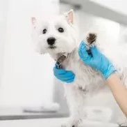 Medidas preventivas para el sangrado de las uñas de los perros: