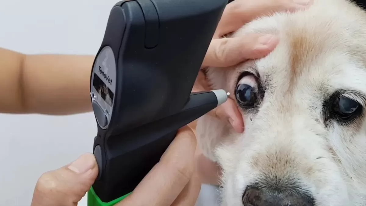 Eye Pressure Testing on Pet Dog