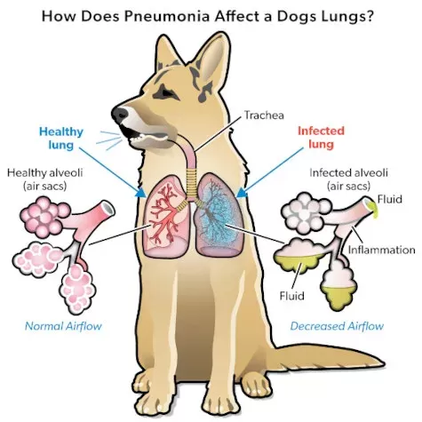 Dog Pneumonia: Causes, Symptoms, & Treatment | puainta