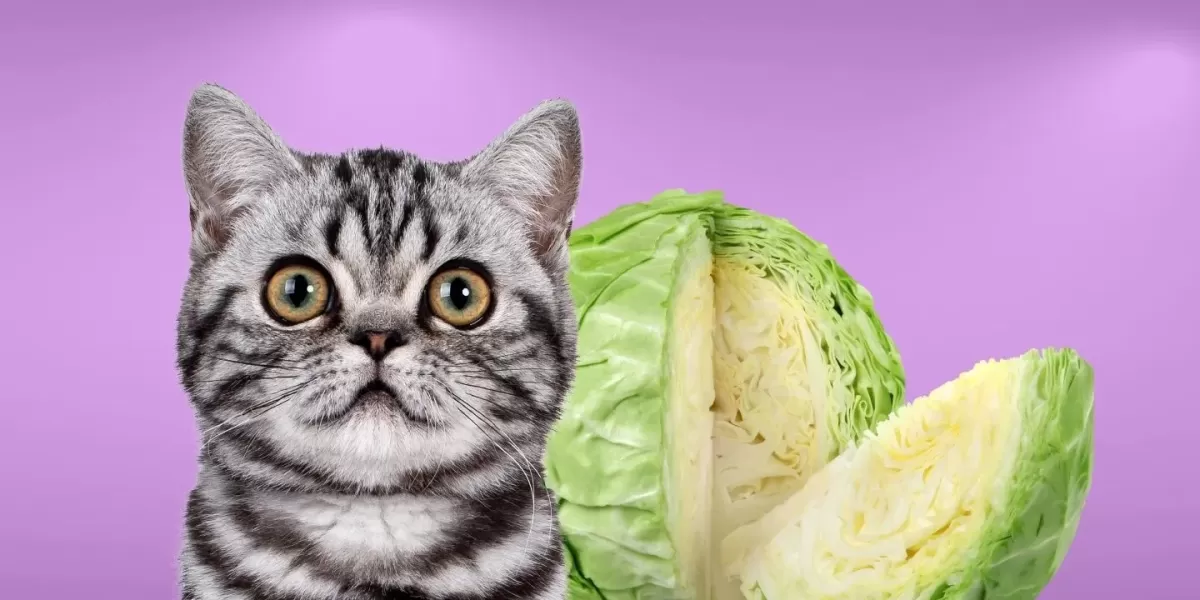 Can Cats Eat Cabbage? 