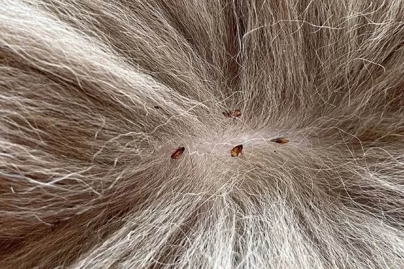 Can Cats Get Lice