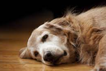 sepsis in dogs