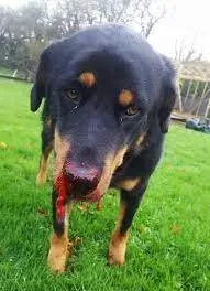 Dog With Constant Nosebleeds