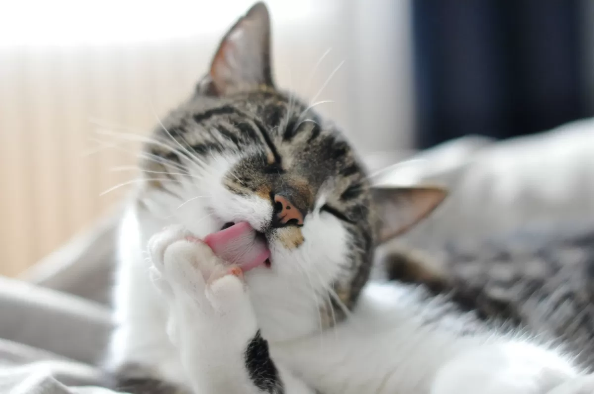 Here's Why Cats Groom Themselves