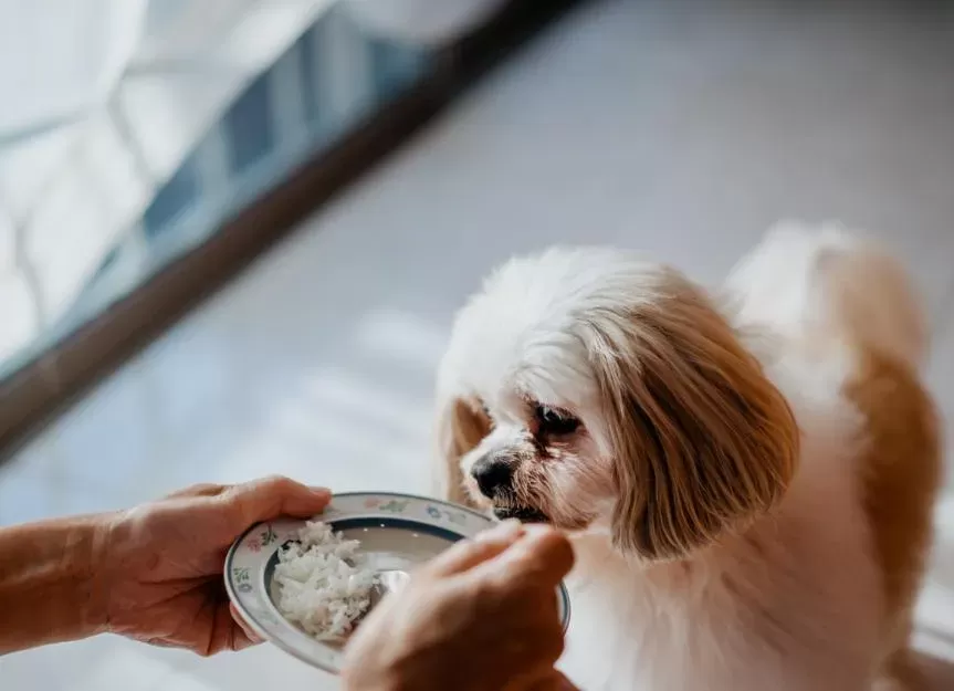 Can Dogs Eat Rice? | PetMD