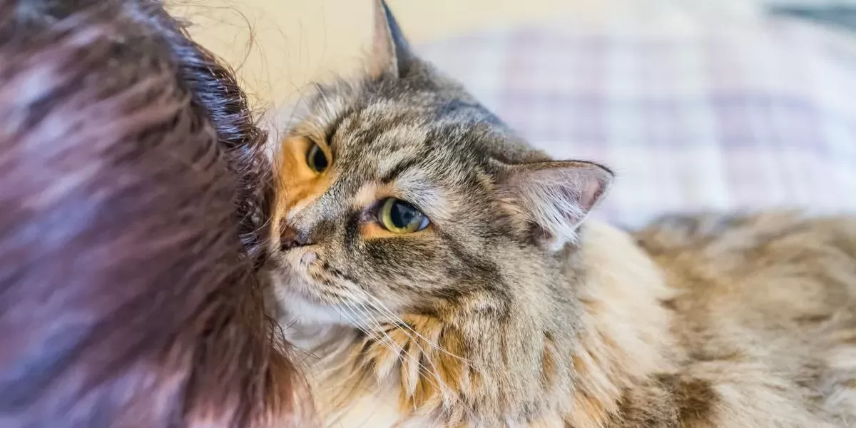 Why Do Cats Eat Human Hair? - Cats.com