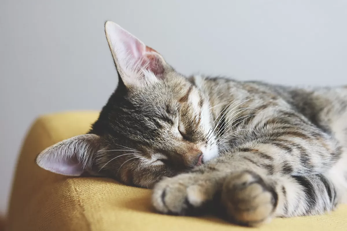 Sintomas de envenenamento por passas em gatos