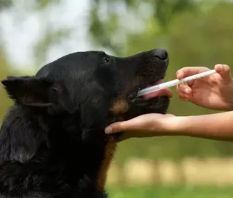 dog eats the entire portion