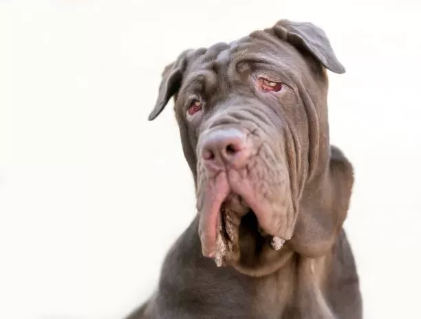 what dogs have jowls