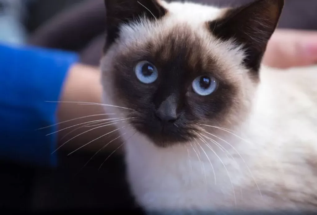 Are Siamese Cats Hypoallergenic? - That Cuddly Cat