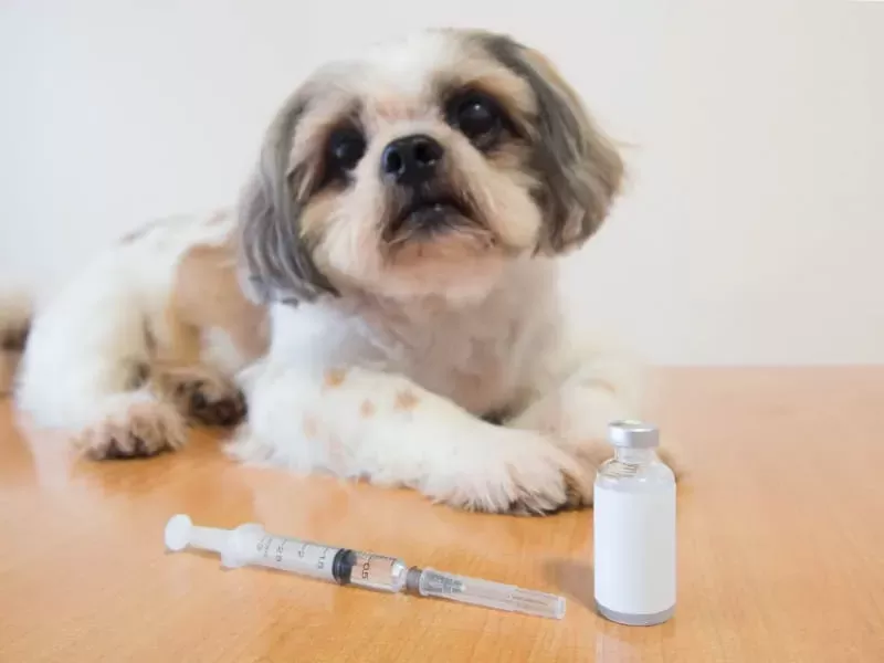 Vaccination of Hepatitis in Dogs