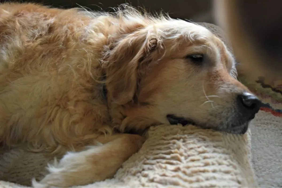 The dog is lying on his back because he has diarrhea