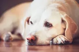 Blood in Dog Urine: Causes, Symptoms, and What to Do